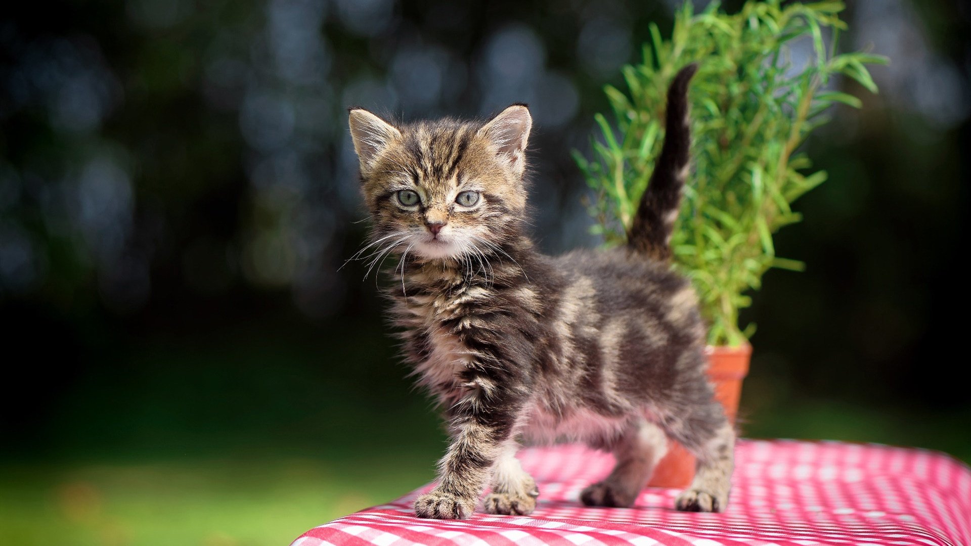 _猛龙焕发新活力，迎战强敌夺胜_，猛龙反击