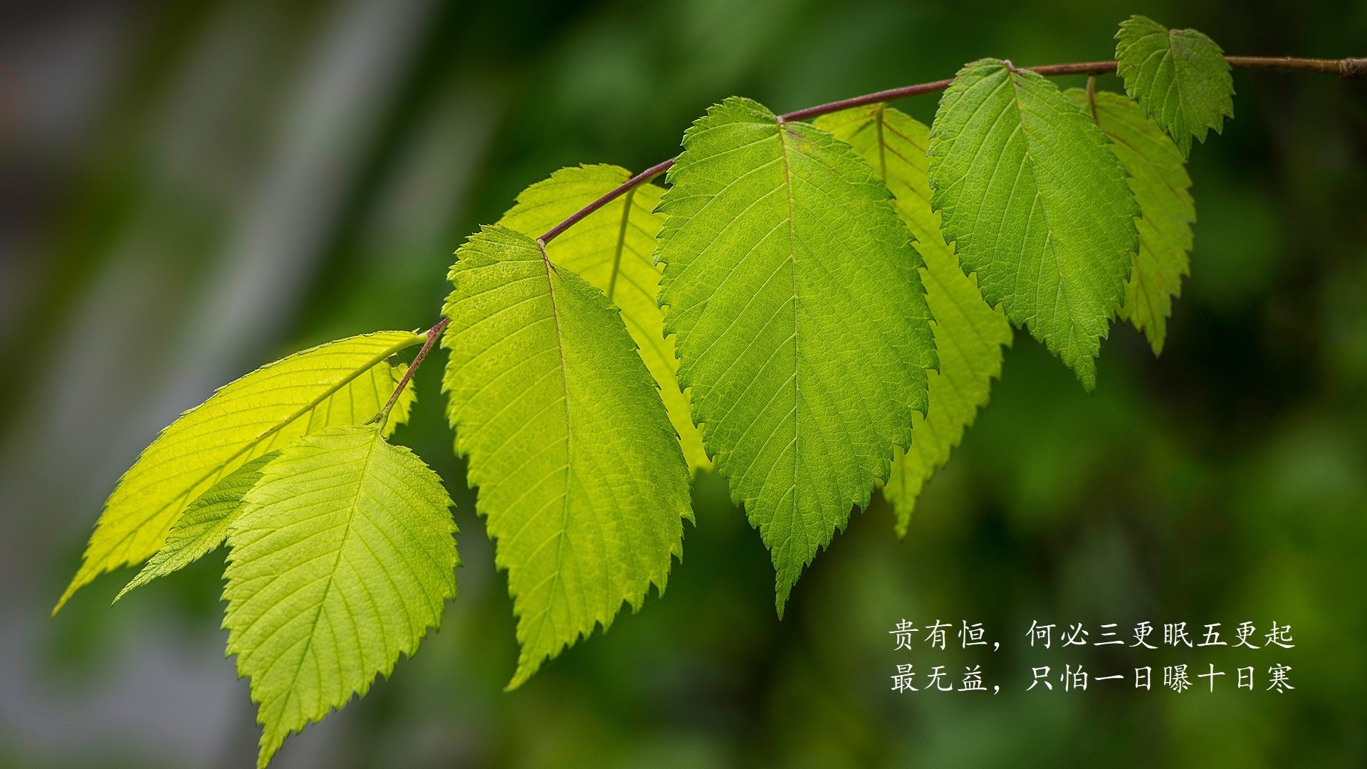 纽伦堡队目前排名中游，备战与对手的比赛，纽伦堡ds