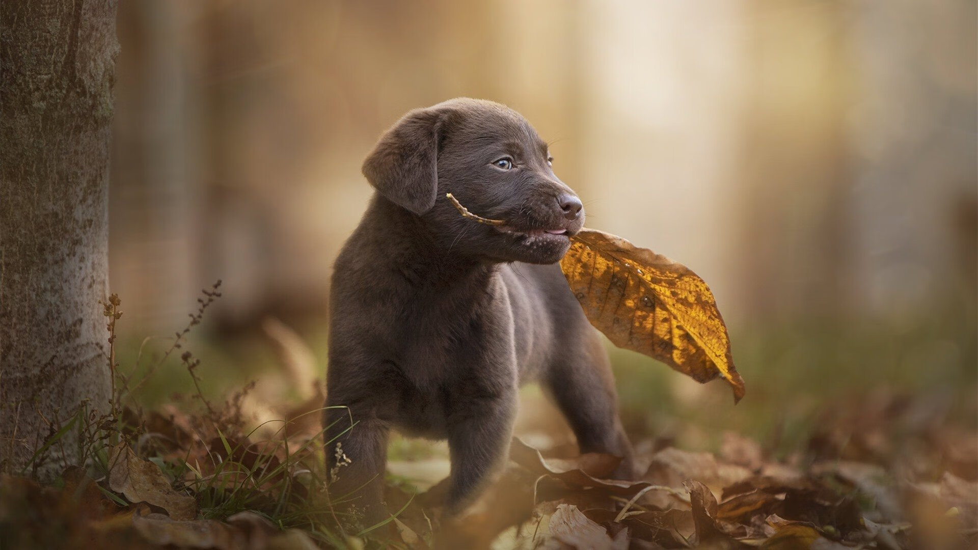 篮球运动员伤病恢复进展，篮球运动员伤病图片
