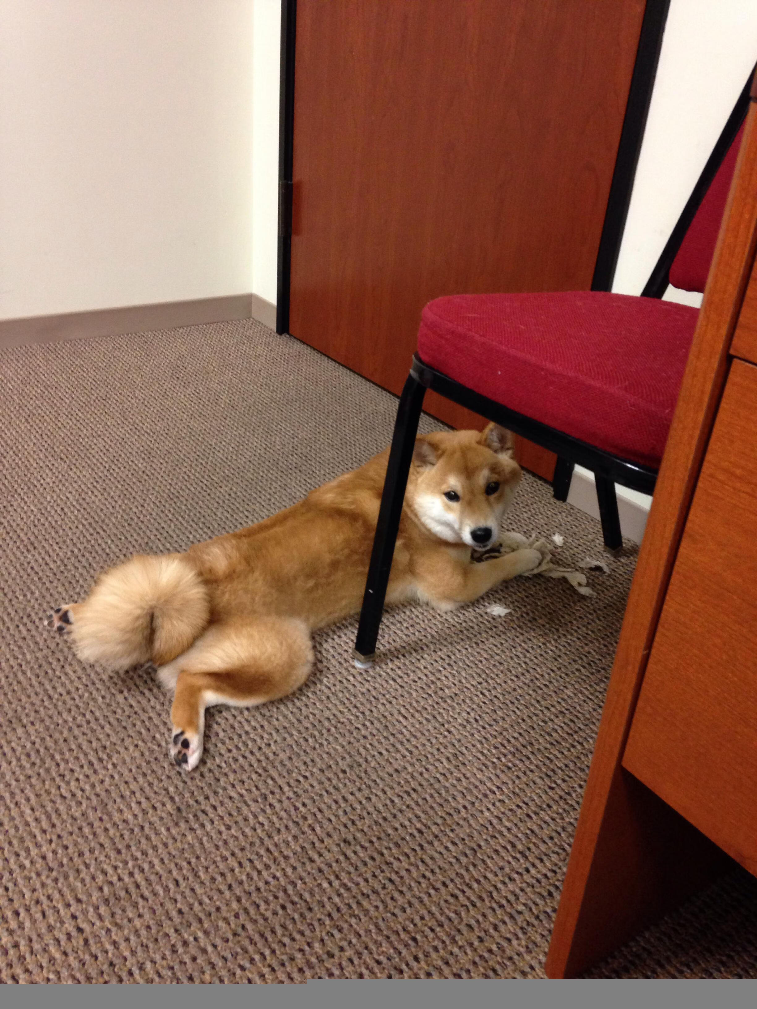 自由泳个人赛吉尔吉斯斯坦新星异军突起，自由泳国际比赛视频